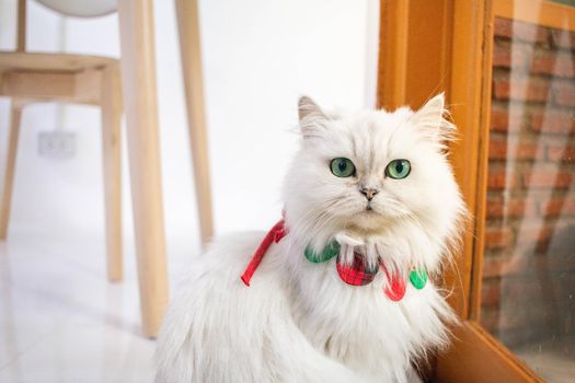 A white cat in pet cafe, the cat is booking, looking.