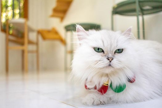 A white cat in pet cafe, the cat is booking, looking.