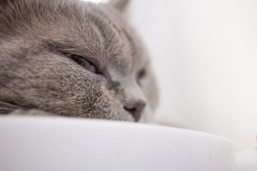 Gray-haired cat sleeping in a cafe