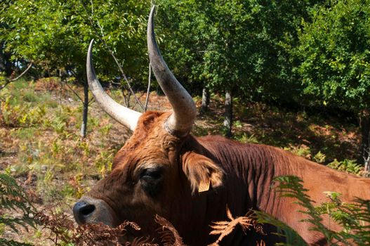 Long horned cow in Northern Portugal .