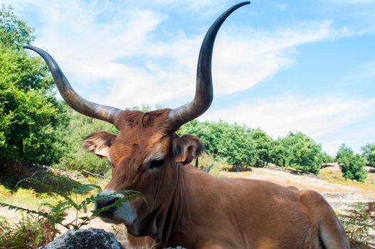 Long horned cow in Northern Portugal .