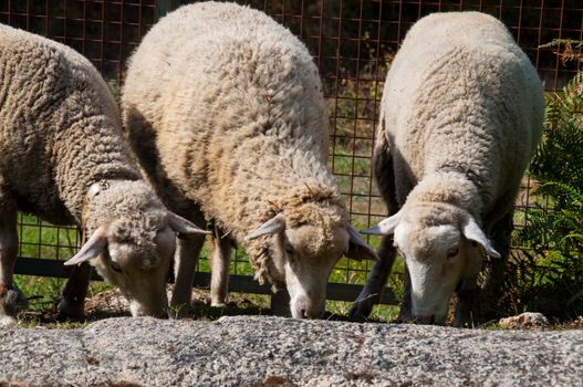 A couple of sheep in Northern Portugal.