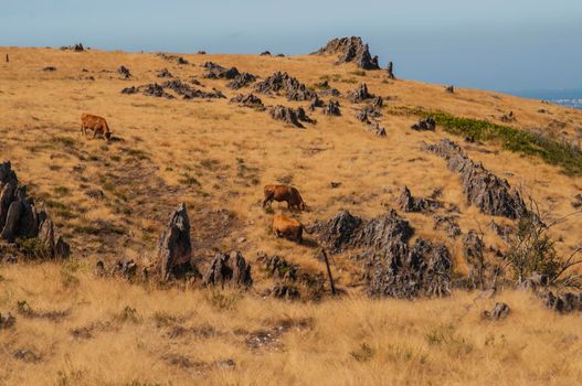 Cows in the mountains near Arouca, Portugal.