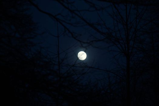Full moon with clear blue sky at night behind branches