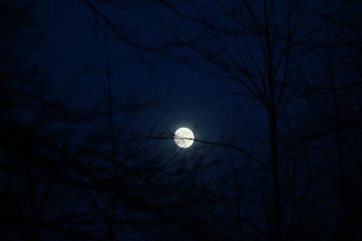 Full moon with clear blue sky at night behind branches