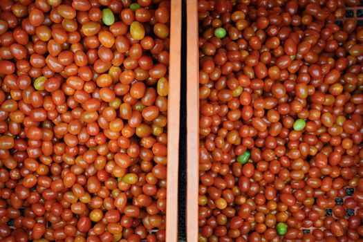 fresh red tomatoes in plastic basket. tomato harvest from farm