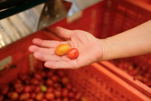 hand holding fresh red yellow tomatoes. tomato harvest from farm