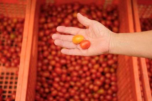 hand holding fresh red yellow tomatoes. tomato harvest from farm