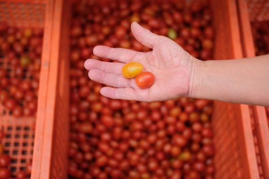 hand holding fresh red yellow tomatoes. tomato harvest from farm