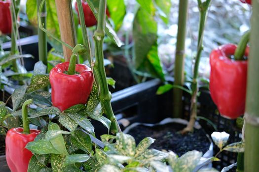 red sweet bell pepper plant growing in garden. peppers vegetable harvest from farm
