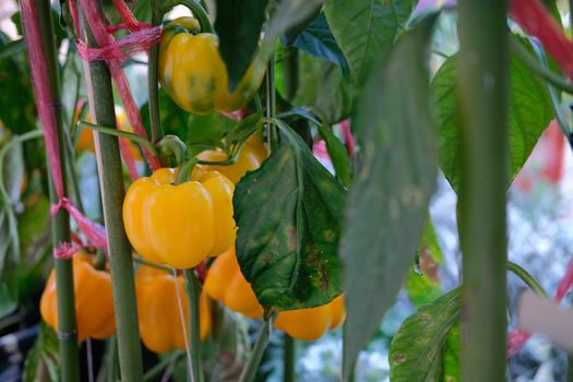 yellow sweet bell pepper plant growing in garden. peppers vegetable harvest from farm