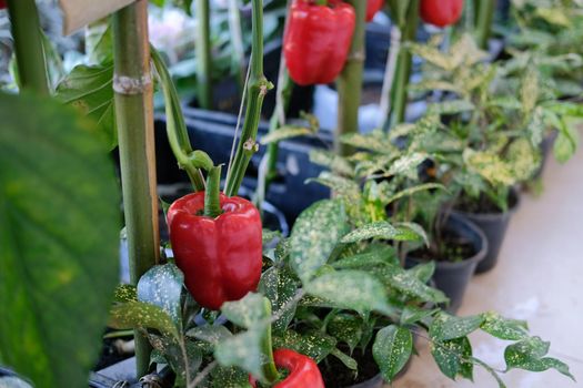 red sweet bell pepper plant growing in garden. peppers vegetable harvest from farm