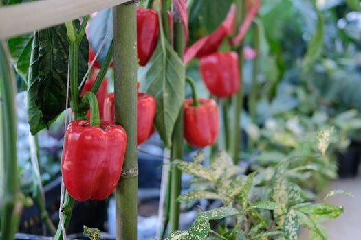 red sweet bell pepper plant growing in garden. peppers vegetable harvest from farm