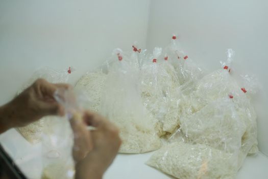 microbiologist growing culture of Beauveria bassiana entomopathogenic fungus on rice in laboratory. Microbial control of insects