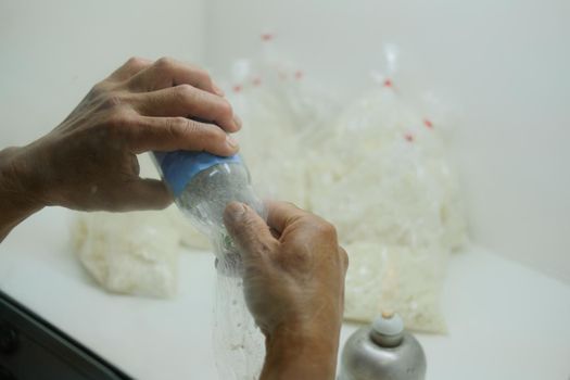 microbiologist growing culture of Beauveria bassiana entomopathogenic fungus on rice in laboratory. Microbial control of insects