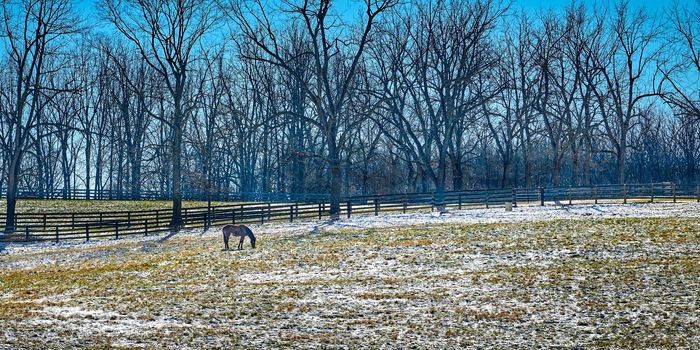 Thoroughbred horse gazing in a snow cover fiield with trees and clear blue sky.