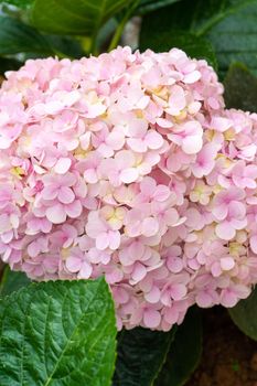 Blooming hydrangea flowers in a plant store in Asia.