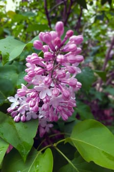 Branch of purple lilacs in the garden or park