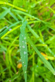 Dew or water drops on green grass after rain