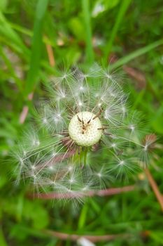 Top view of a dandelion in the green meadow