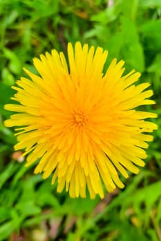 Beautiful yellow dandelion on a meadow in spring or summer