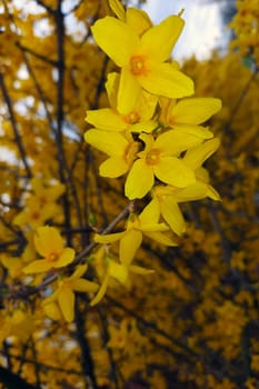 Yellow flowers in the garden in spring. Vertical photo