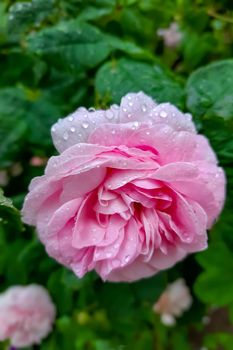 Pink rose in the garden after rain in spring or summer