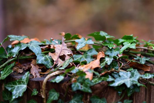 Close up of ivy and leaves on a wooden pole