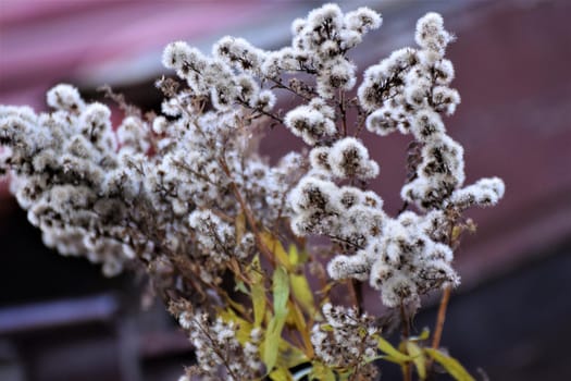 Close up of a withered shrub against a gray-blue blurred background