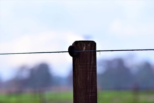 Close up of a willow post with insulators and blue braid against a blurred background