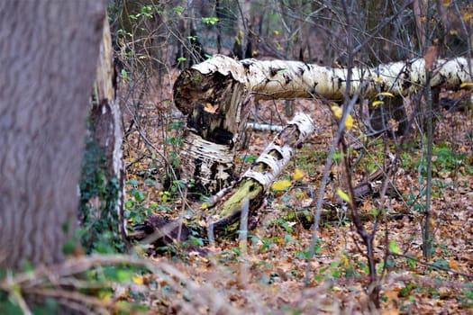 Fallen birch in the deciduous forest