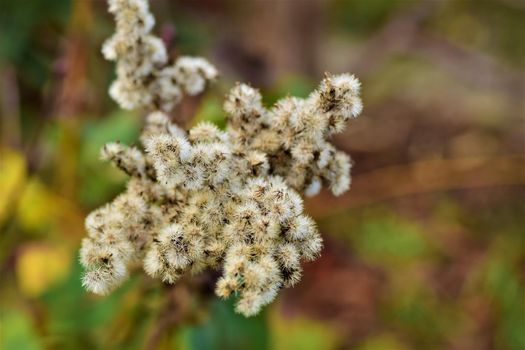Close up of a withered shrub against a gray-green blurred background