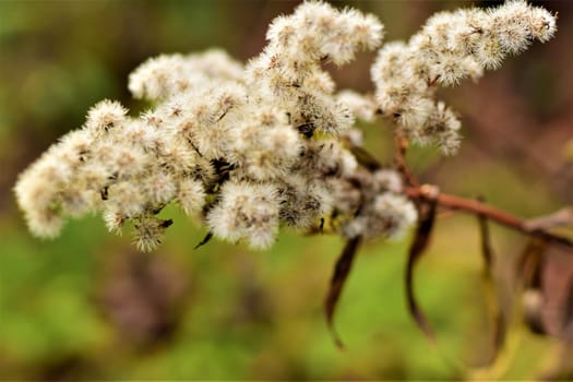 Close up of a withered shrub against a gray-green blurred background