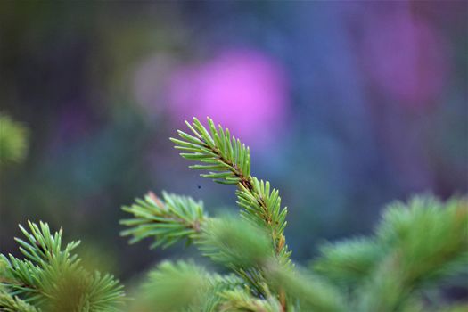 Close up of a fir branches against a green blurred ackground