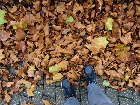 autumn leaves in yellow and brown on the floor - top view