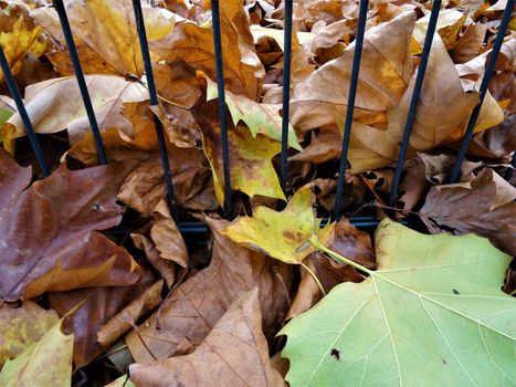 autumn leaves in yellow and brown on the floor in front of a small fence