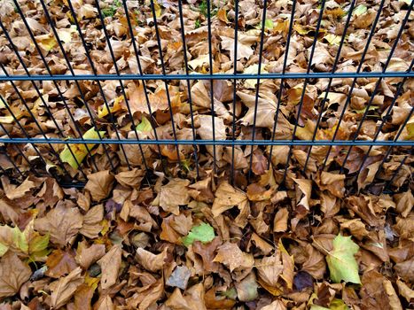 autumn leaves in yellow and brown on the floor in front of a small fence