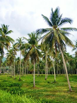 Tropical natural landscape palm grove and blue sky.