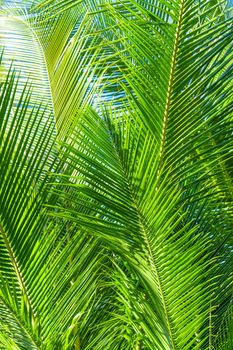 Palm tree branch in the tropics under the open sky.