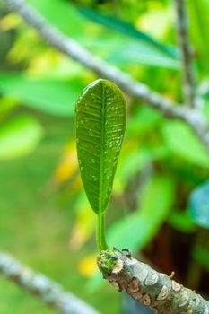 Raindrops on a green plumeria leaf in the garden after the rain.