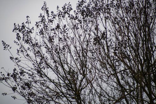 Detail of bare branches in winter in a cloudy day