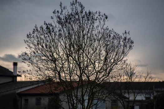 Bare branches at winter sunset in a countryside village in a cloudy day