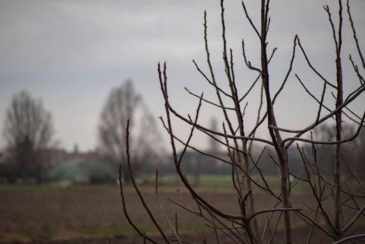 Detail of bare branches in winter in a cloudy day