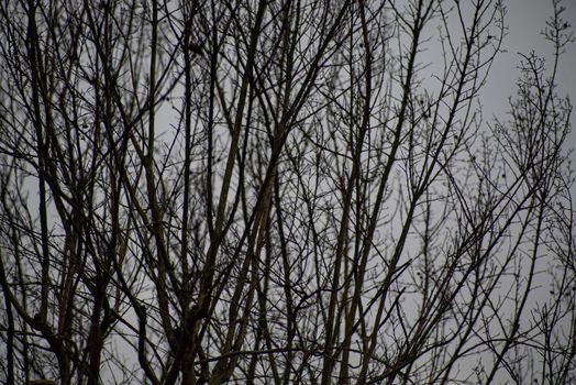Detail of bare branches in winter in a cloudy day