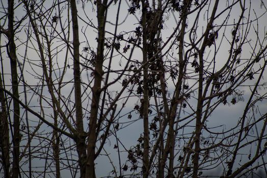 Detail of bare branches in winter in a cloudy day