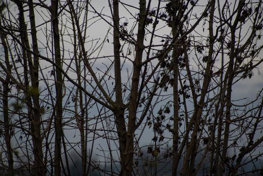 Detail of bare branches in winter in a cloudy day