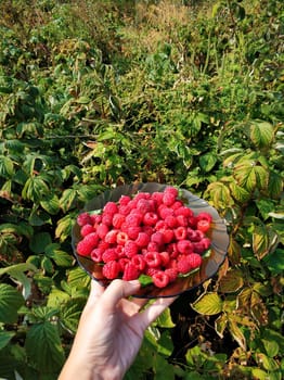 Girl farmer picks ripe raspberries from a bush in her garden.