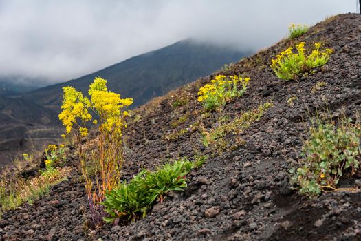 View of Etna volcano landscape among the clouds near Rifugio Sapienza. The typical summer vegetation and flowers partially cover the lava flow. Sicily, Italy