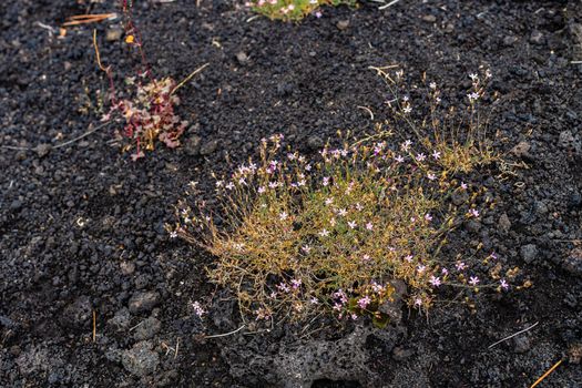 Colourful wild summer flowers growing on Etna Volcano lava stone surface, Sicily