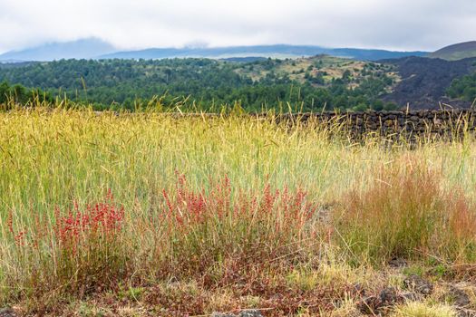 View of Etna volcano landscape among the clouds near Rifugio Sapienza. The typical summer vegetation and flowers partially cover the lava flow. Sicily, Italy